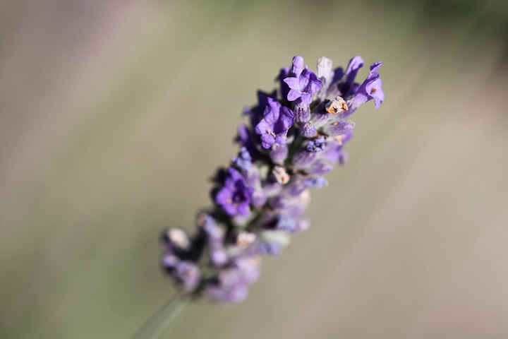 Lavendel