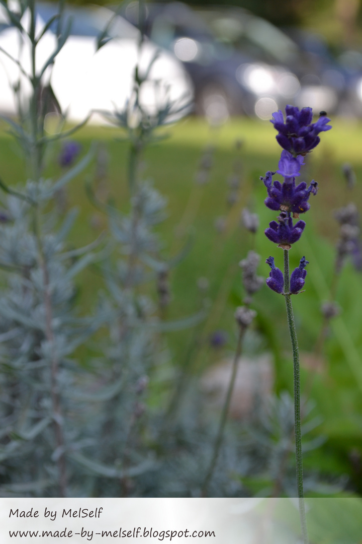 Lavendel