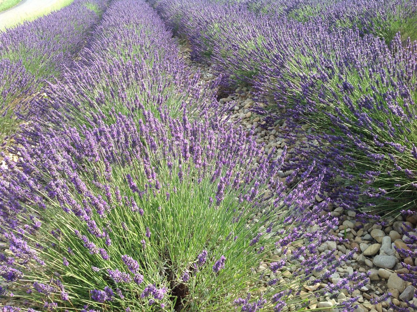 Lavendel