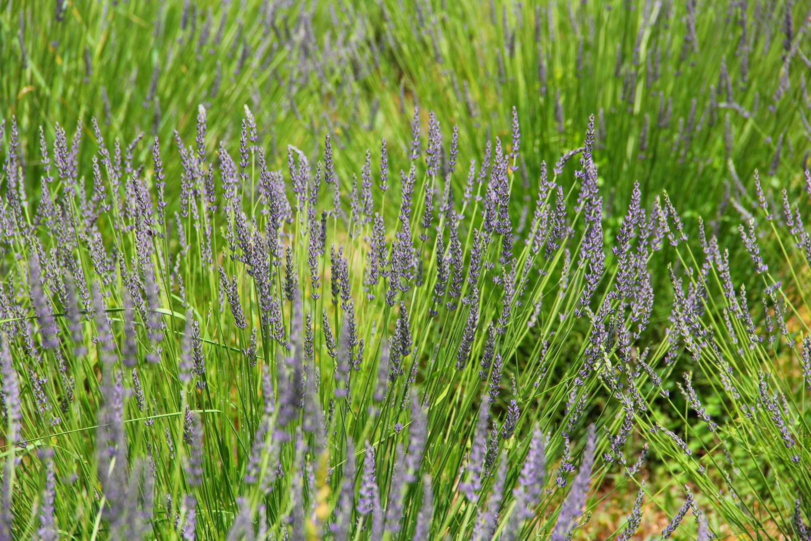 Lavendel