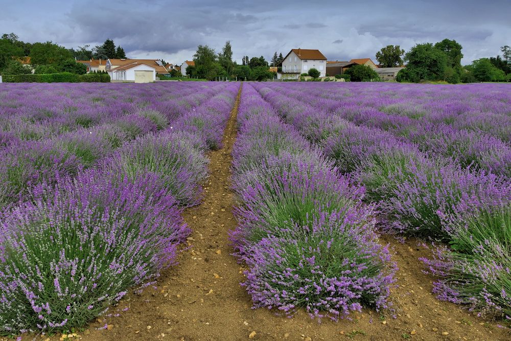 Lavendel