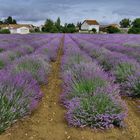 Lavendel