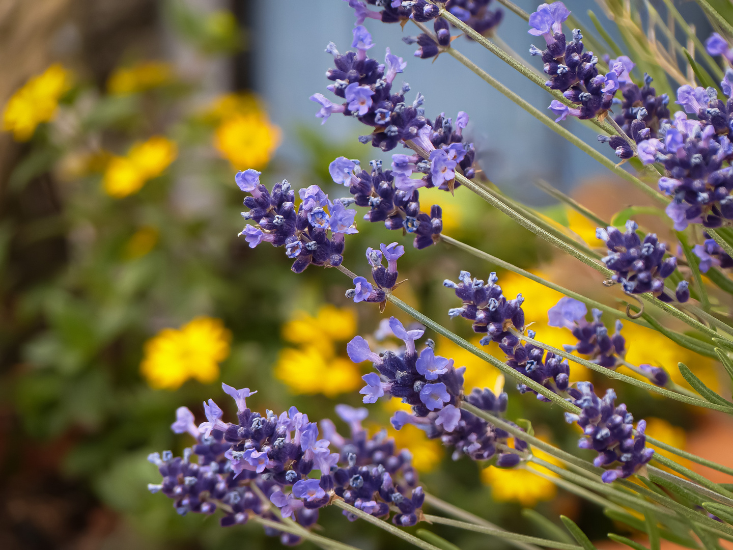 Lavendel