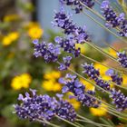 Lavendel