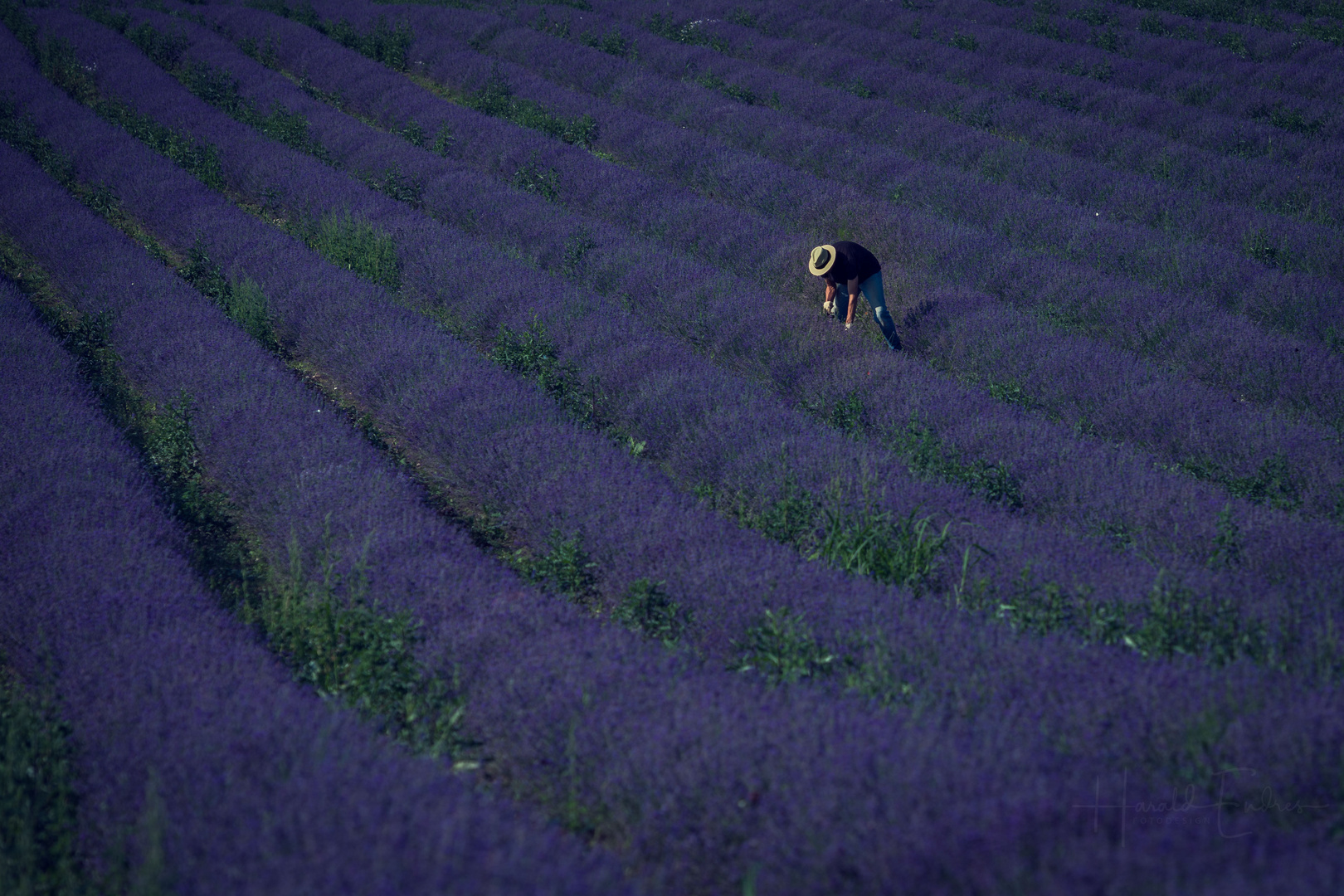 Lavendel