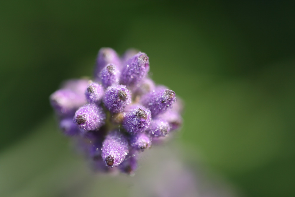 Lavendel