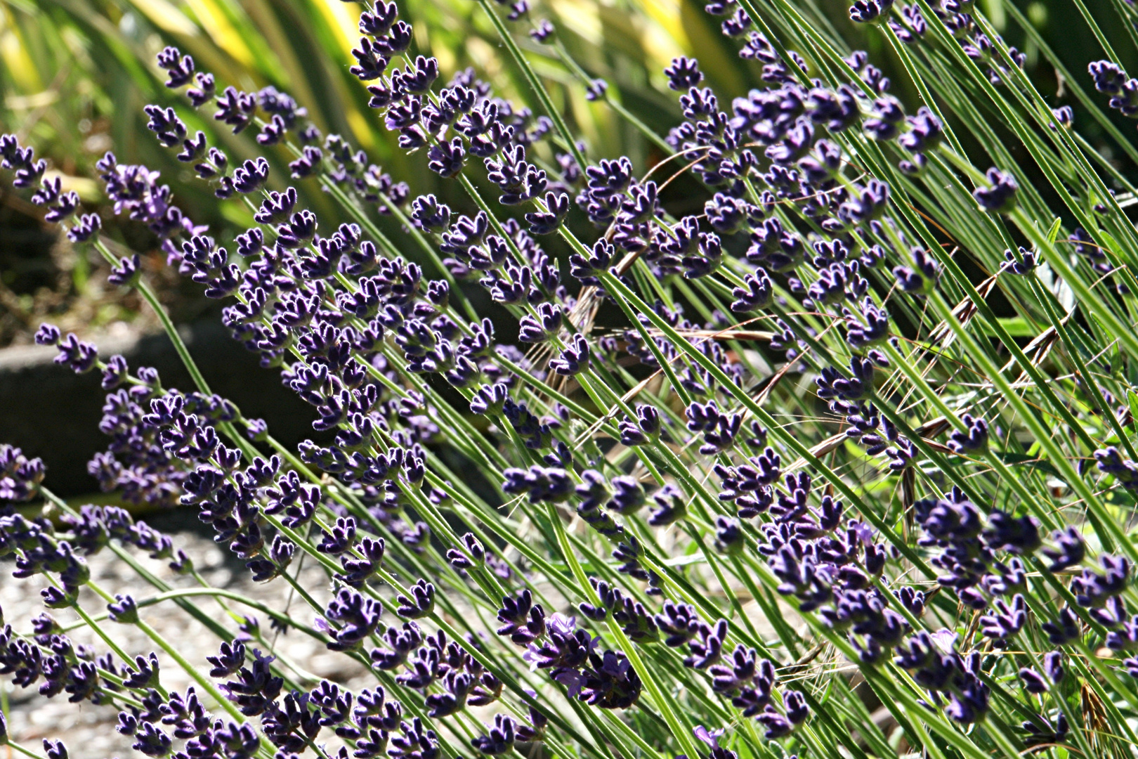 Lavendel