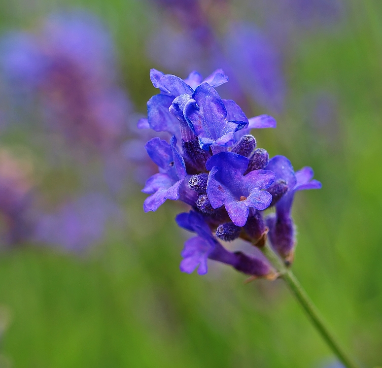 Lavendel