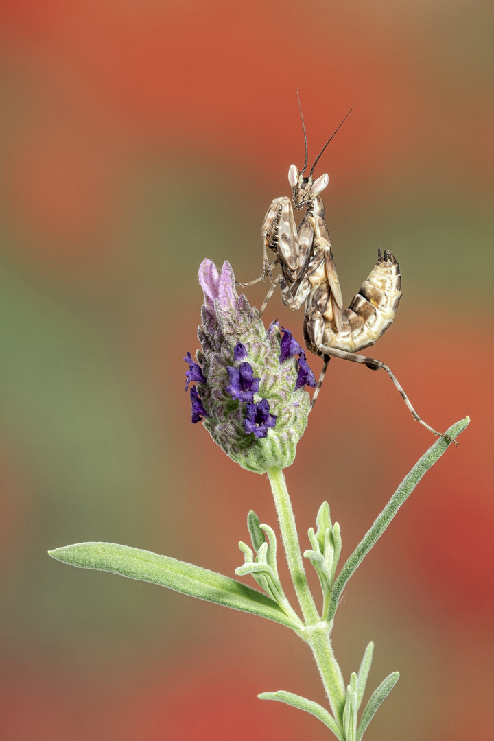 Lavendel