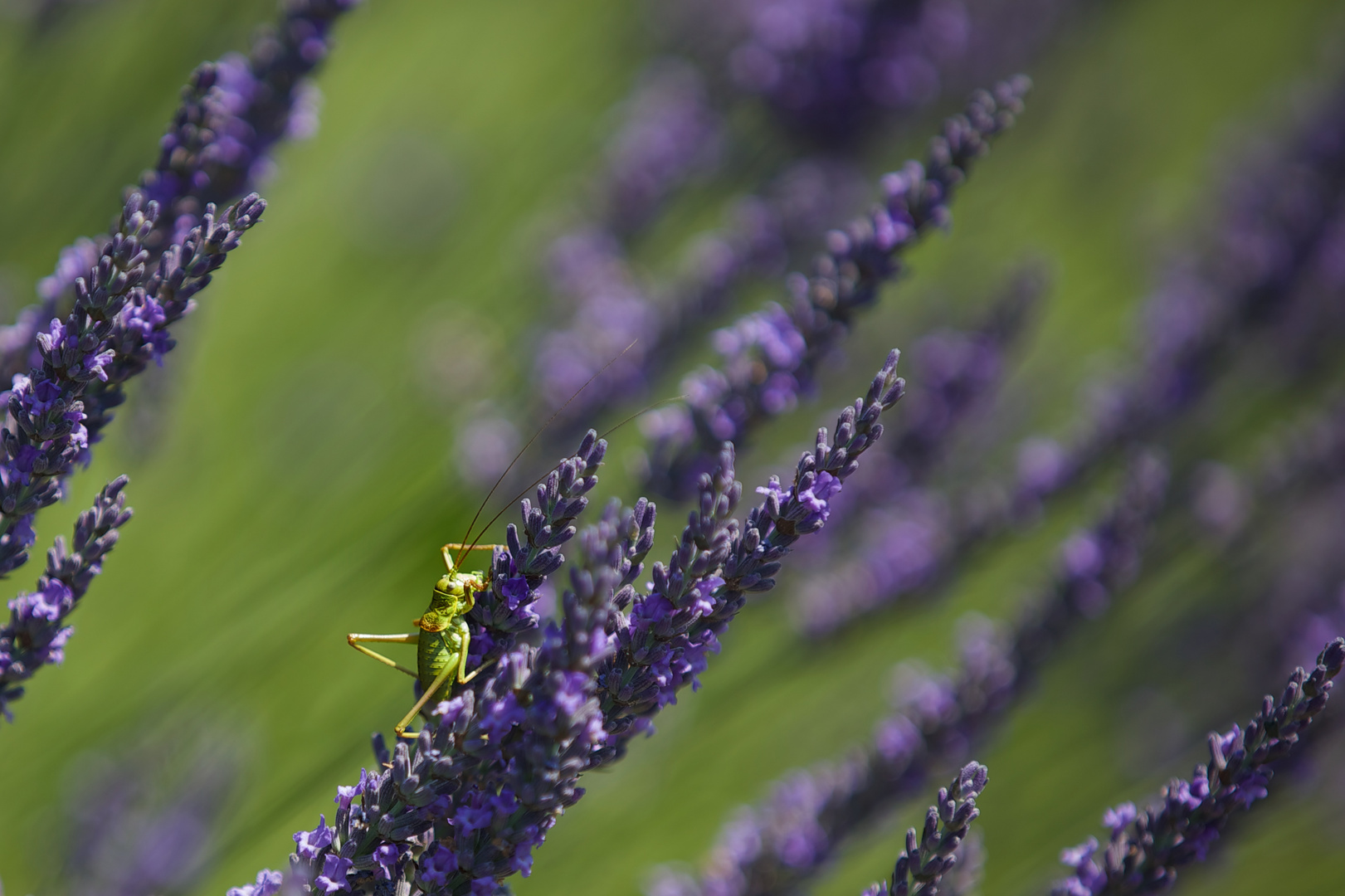 Lavendel