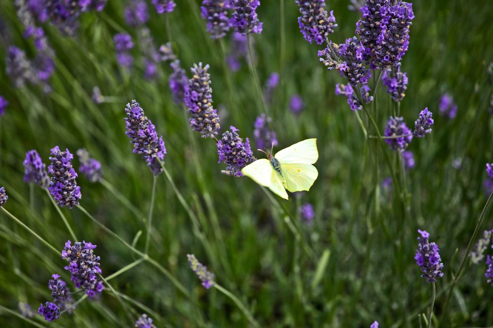 Lavendel