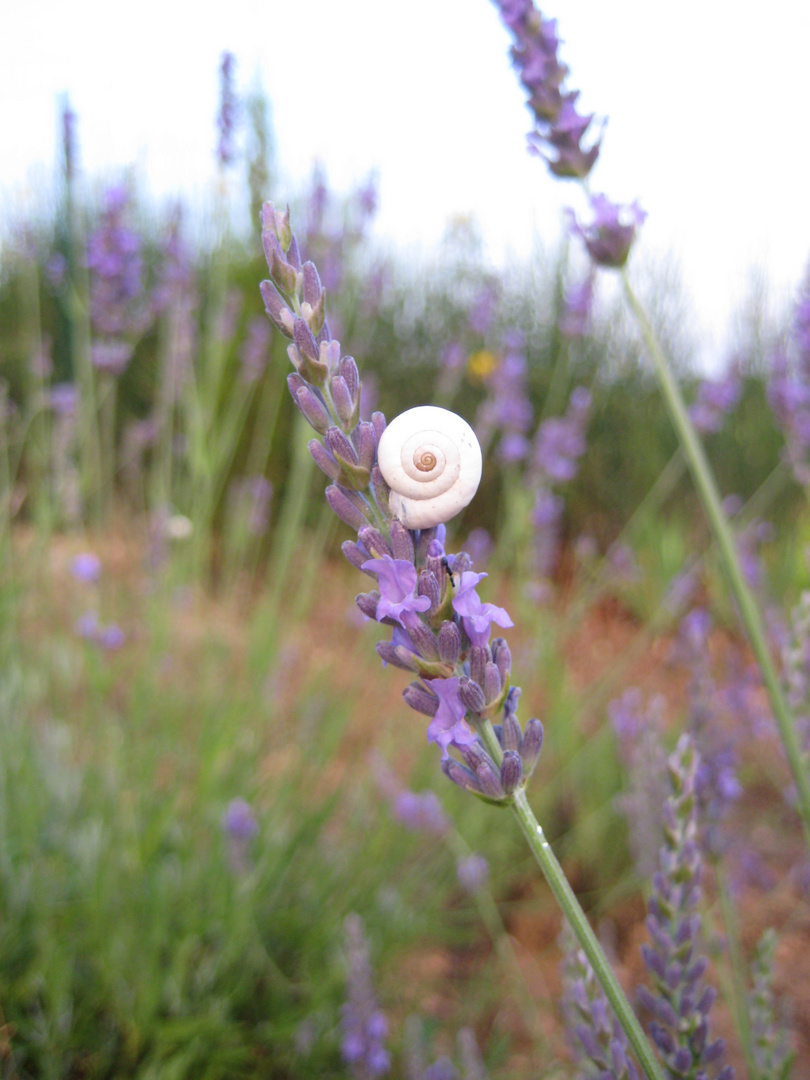 Lavendel