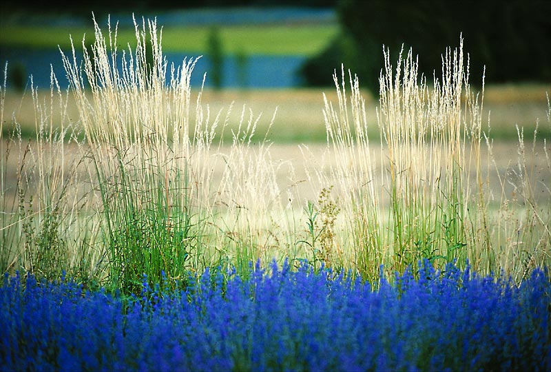 Lavendel