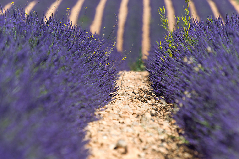 Lavendel