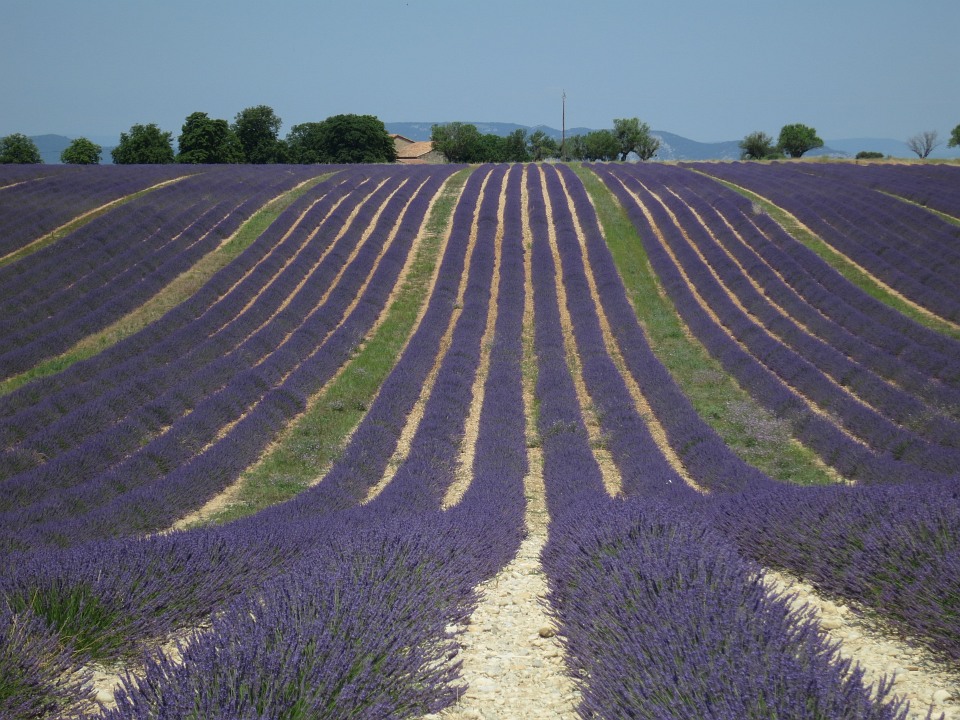 Lavendel