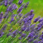 Lavendel -