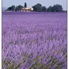 Lavendel