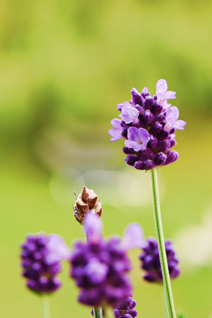 Lavendel