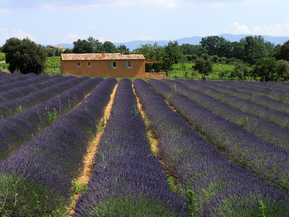 Lavendel