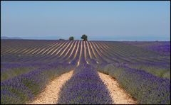 Lavendel 4