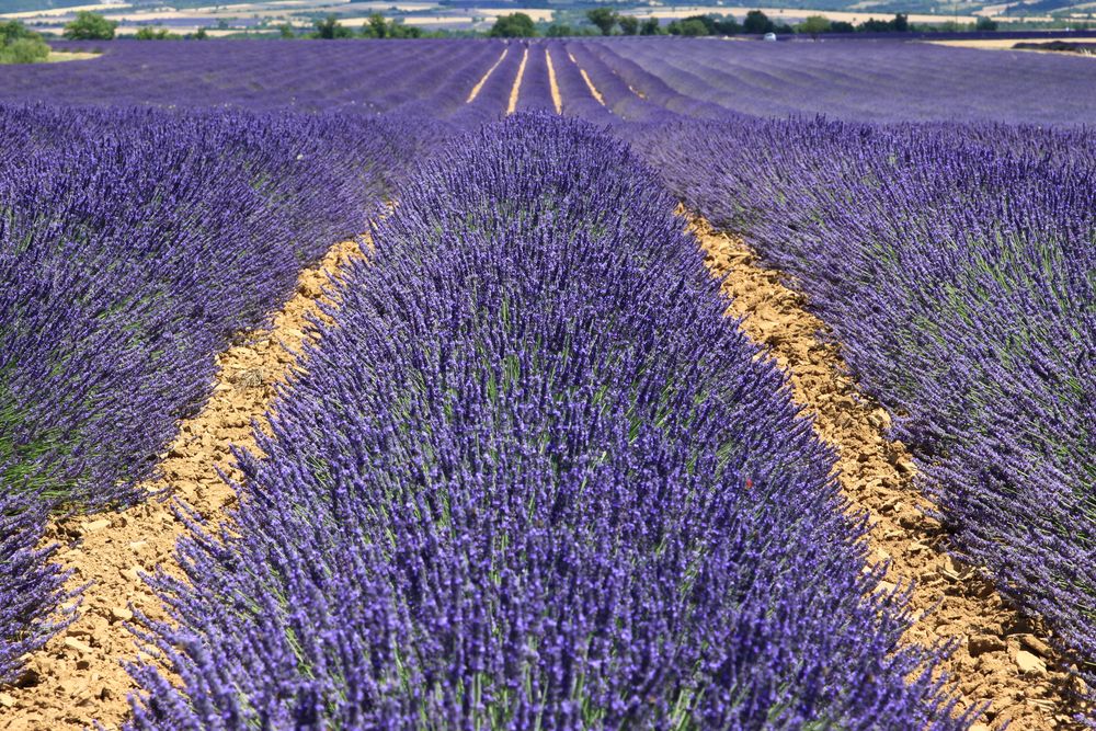 Lavendel