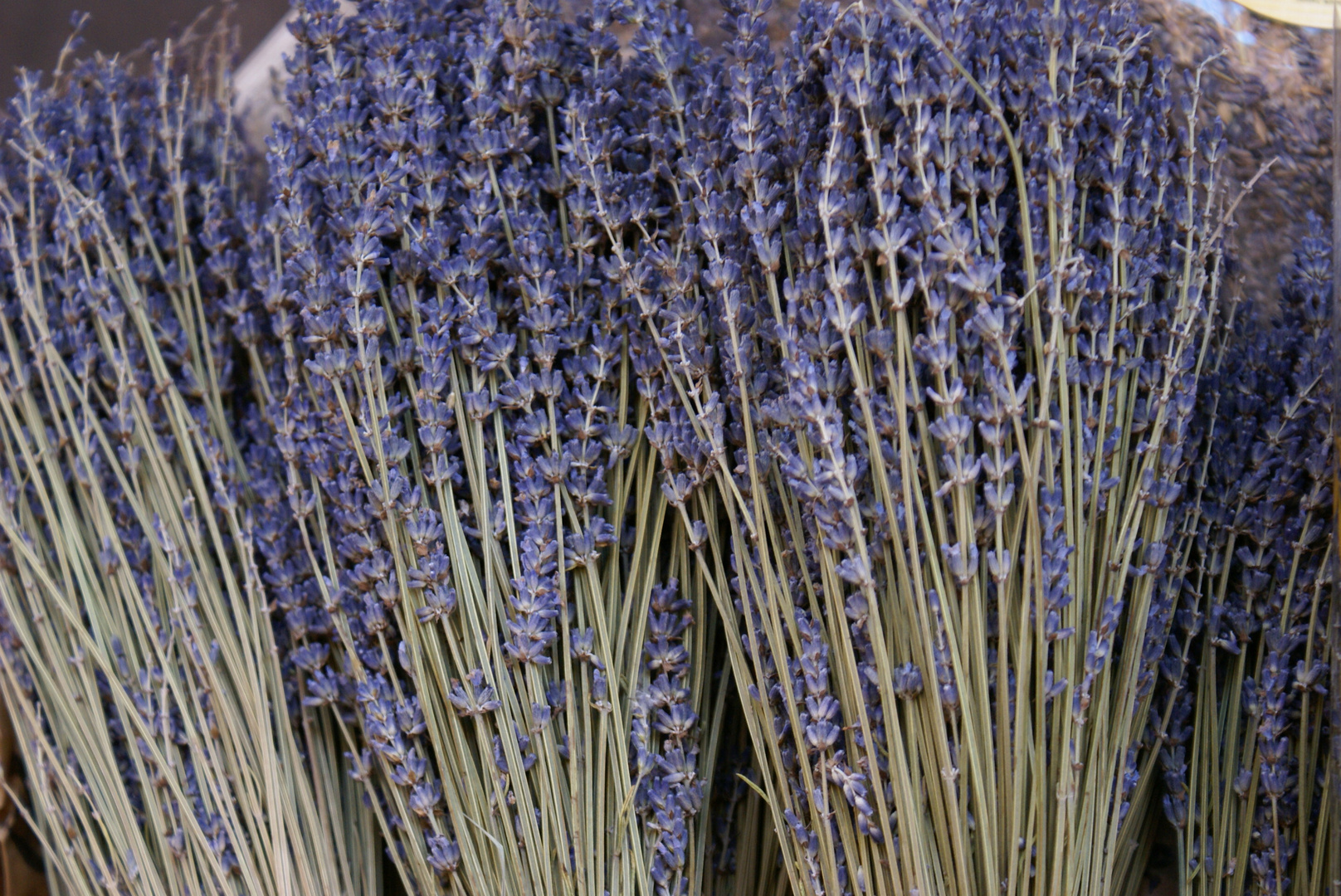 Lavendel