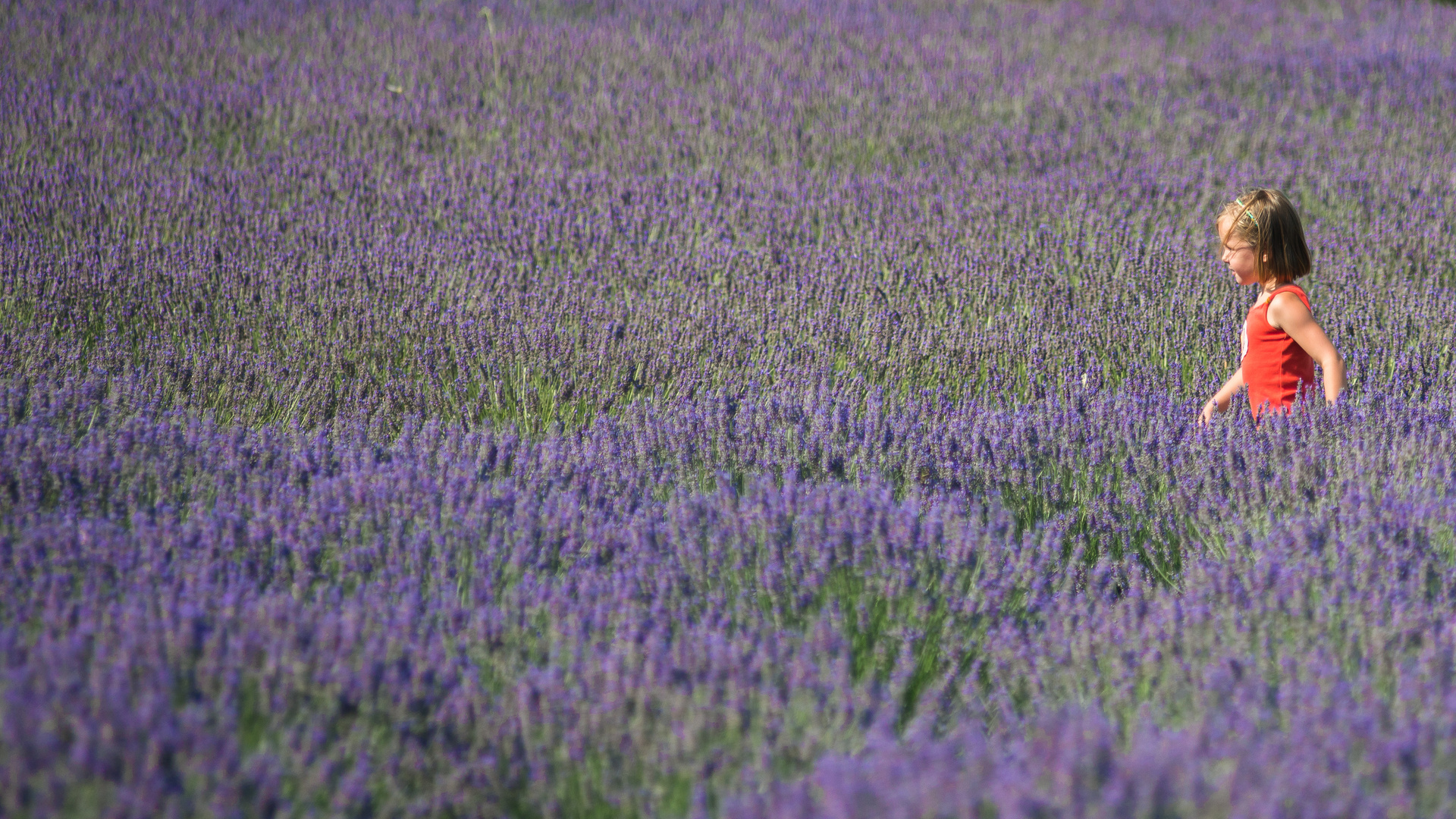 Lavendel