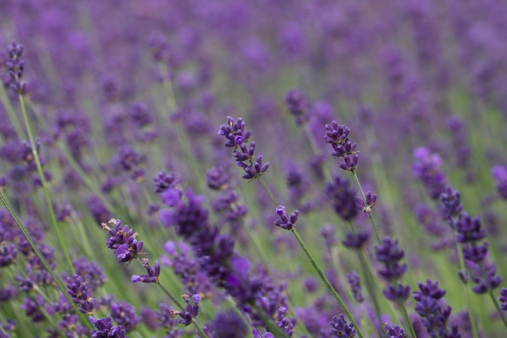 Lavendel