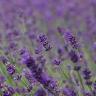 Lavendel