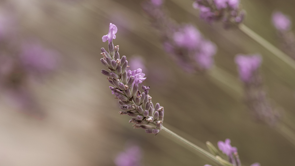 Lavendel