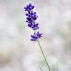 Lavendel