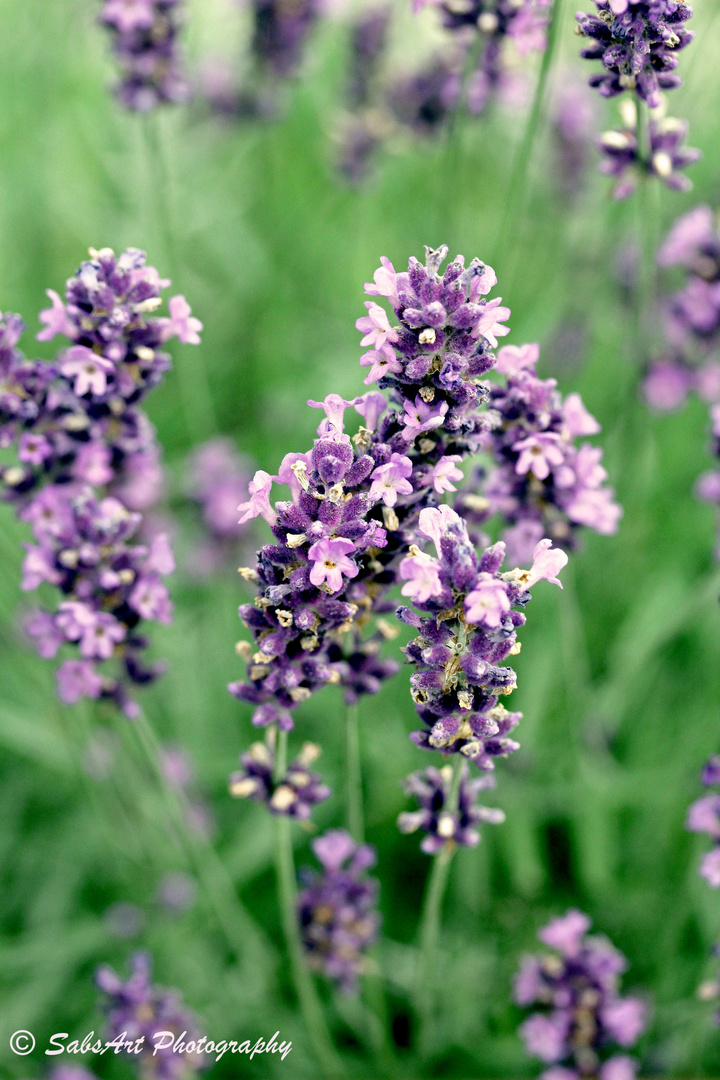 Lavendel