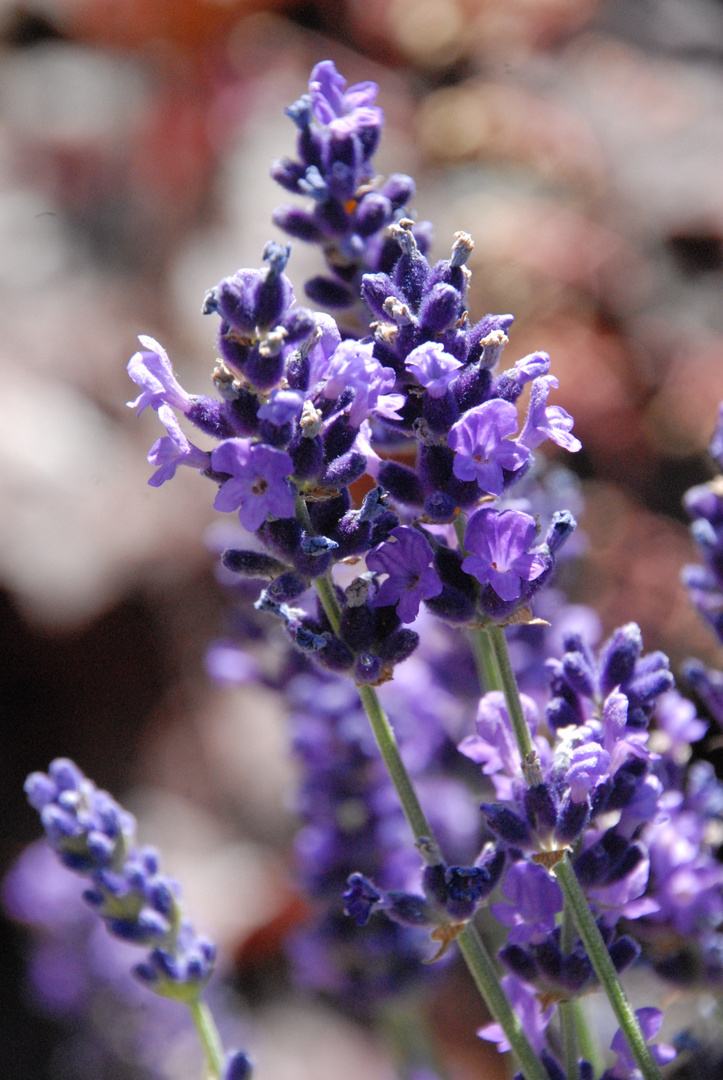 Lavendel