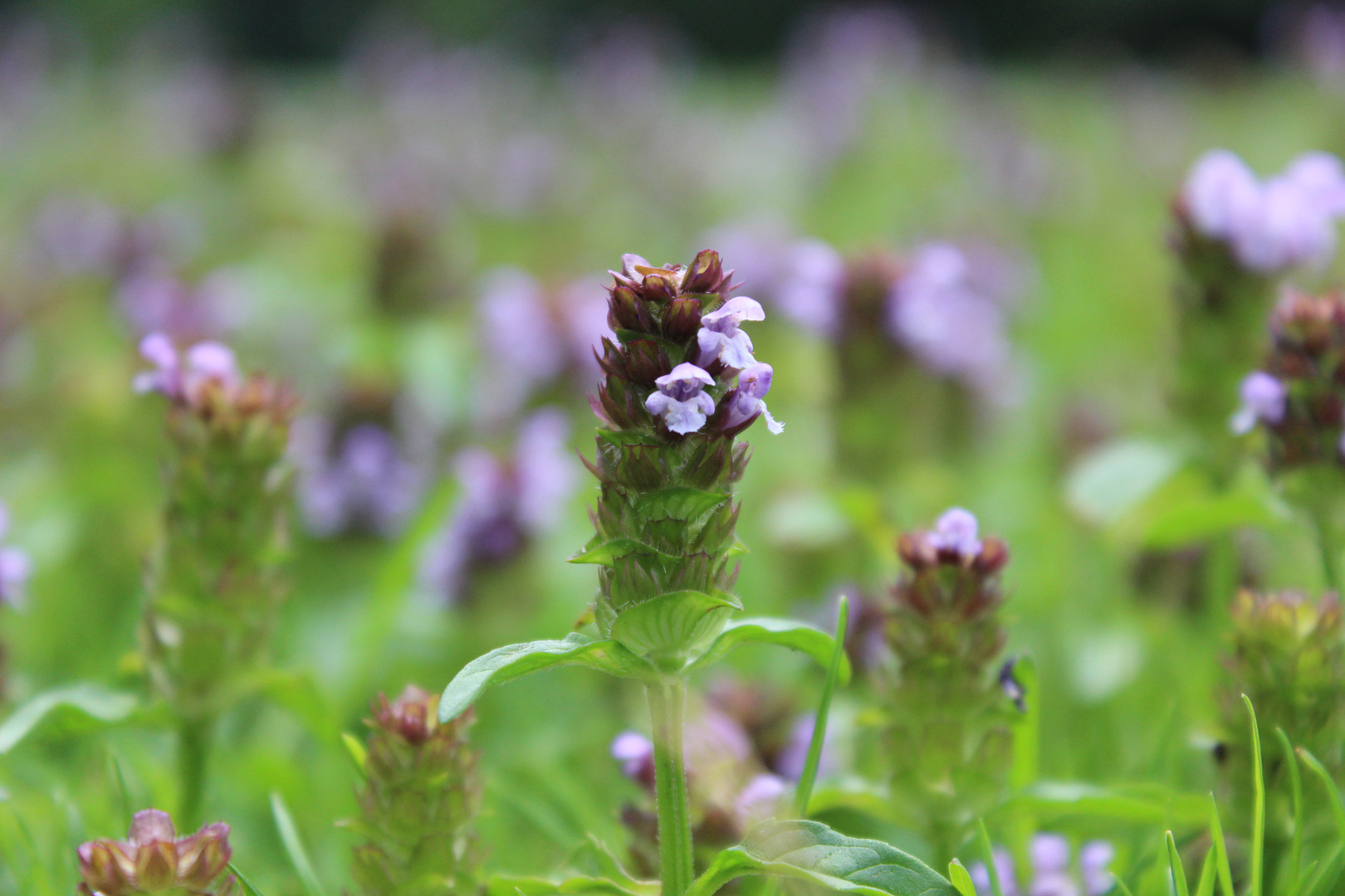 Lavendel