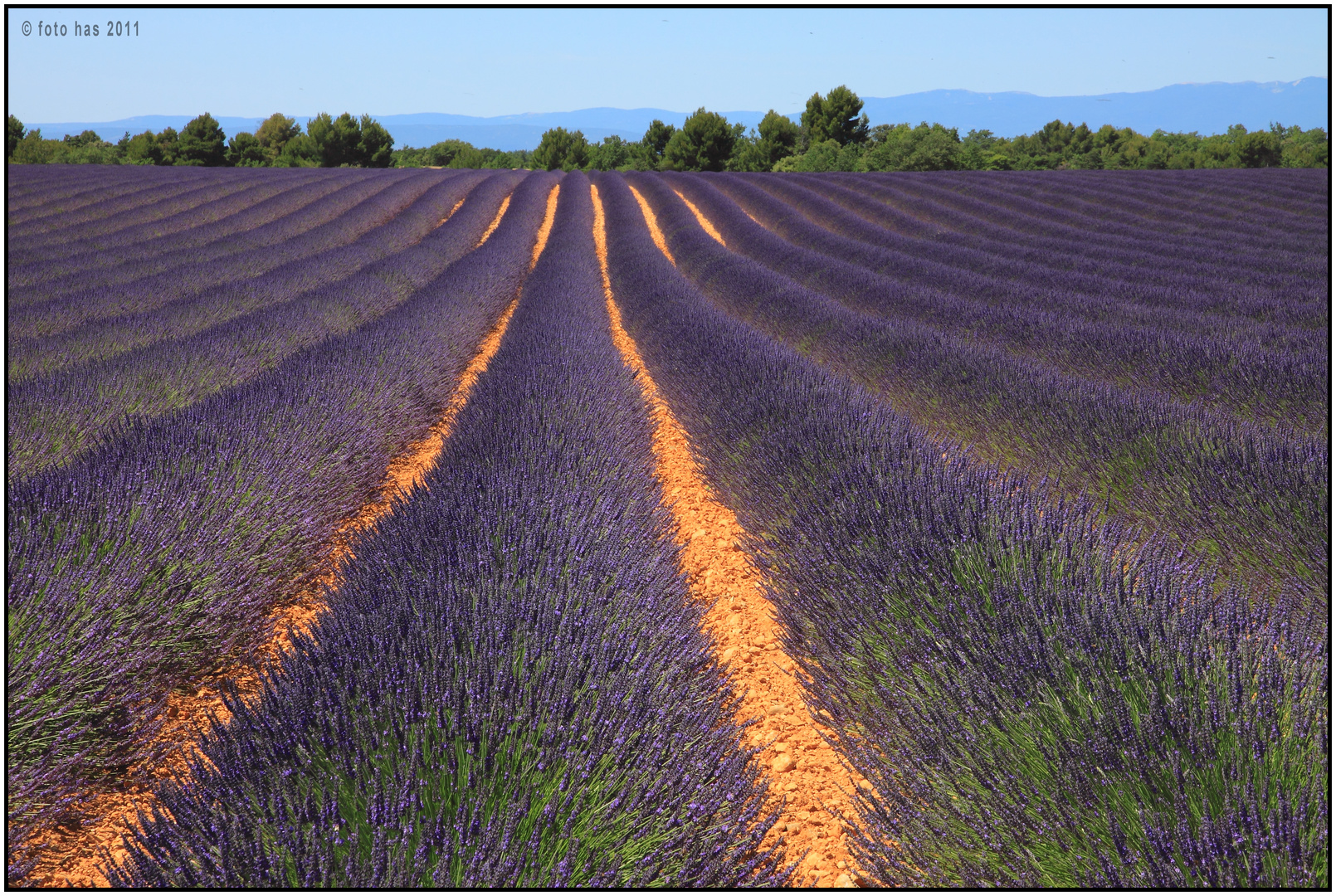 Lavendel 49