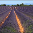 Lavendel 49