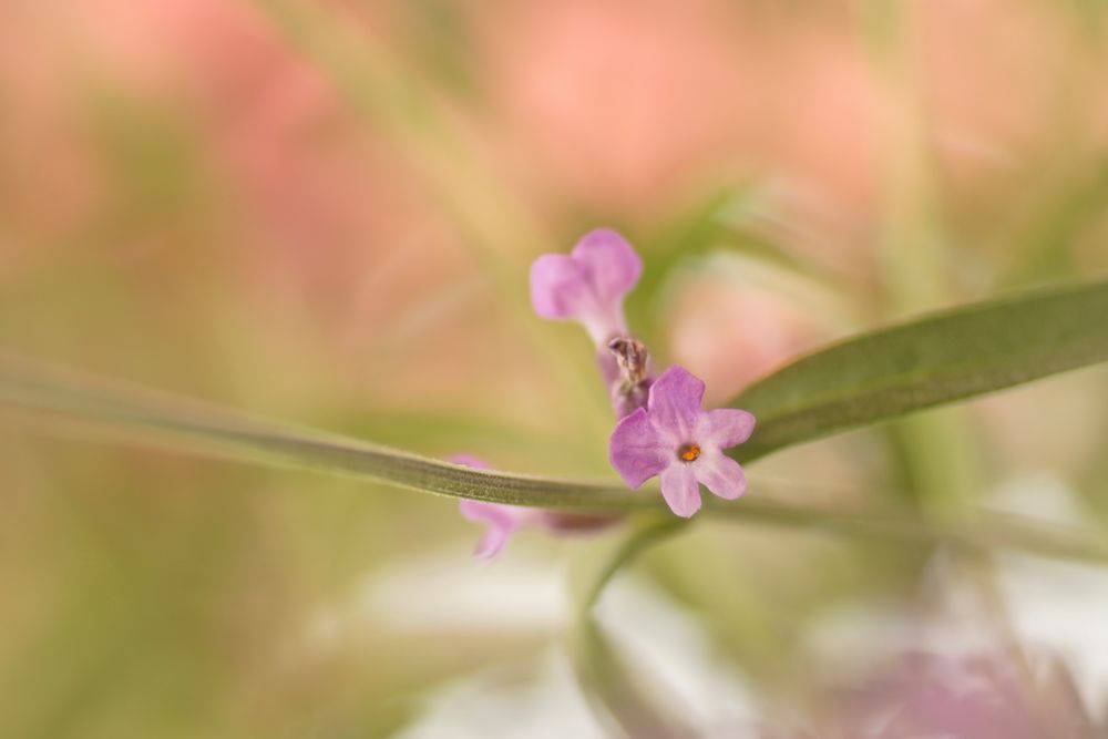 Lavendel