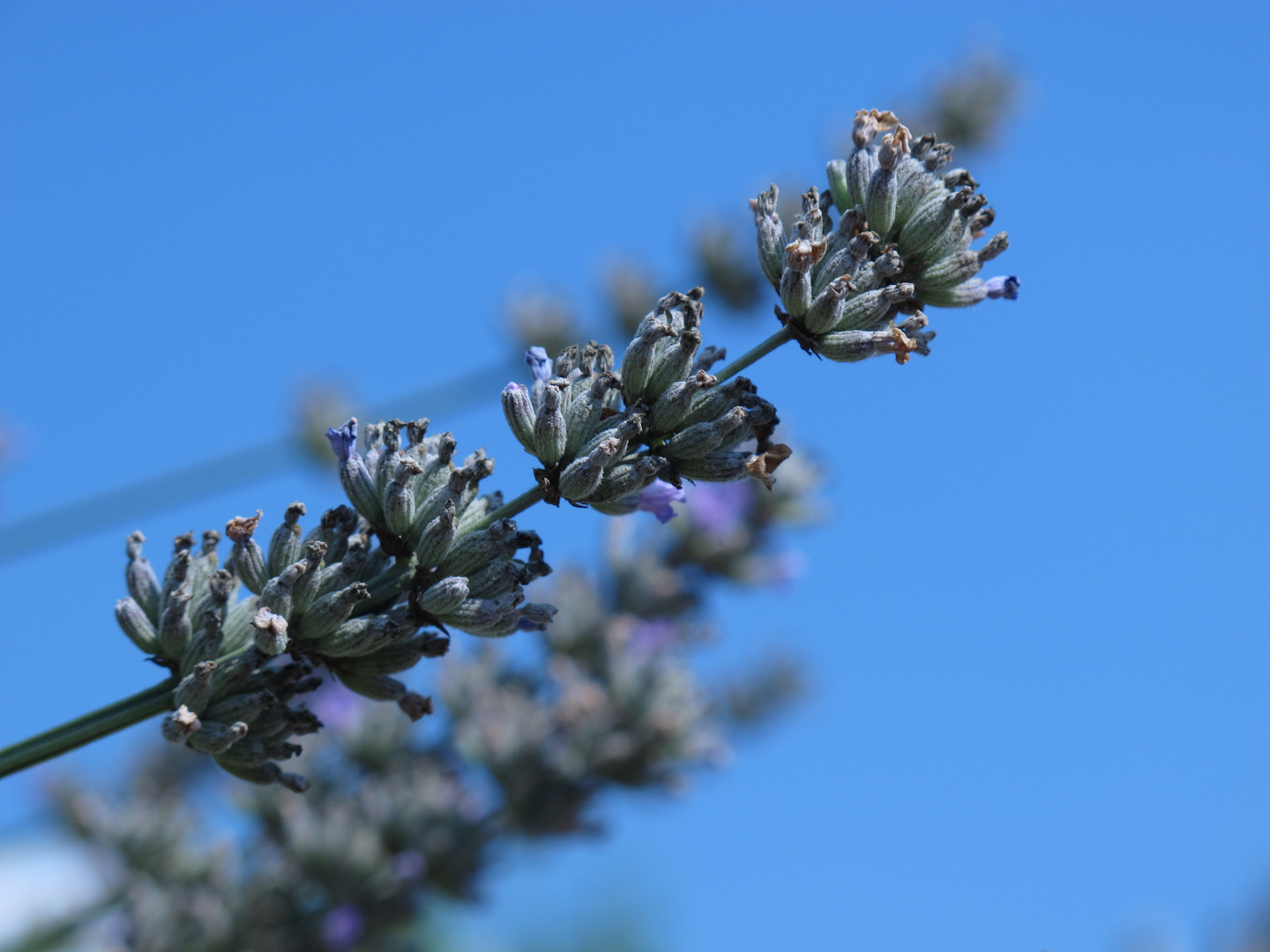 Lavendel