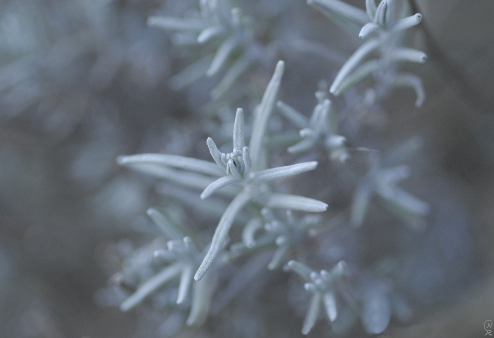 Lavendel Foto & Bild winter, natur, pflanzen Bilder auf