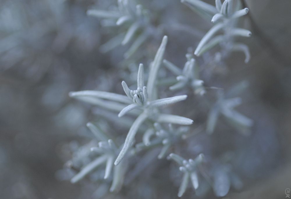 Lavendel Foto & Bild winter, natur, pflanzen Bilder auf