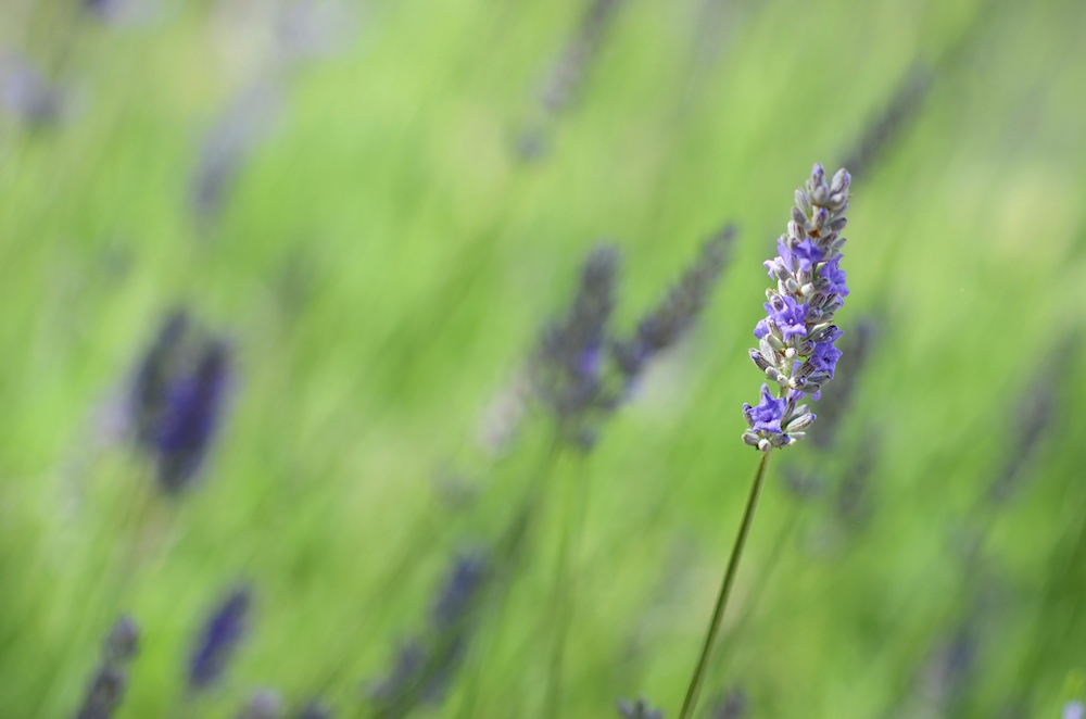 Lavendel....