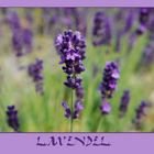 Lavendel