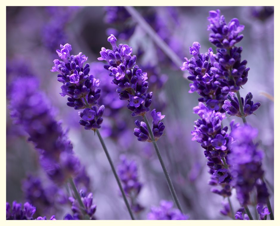 Lavendel Bilder Lavendel Bilder