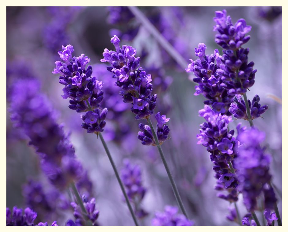 lavendel