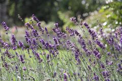 Lavendel