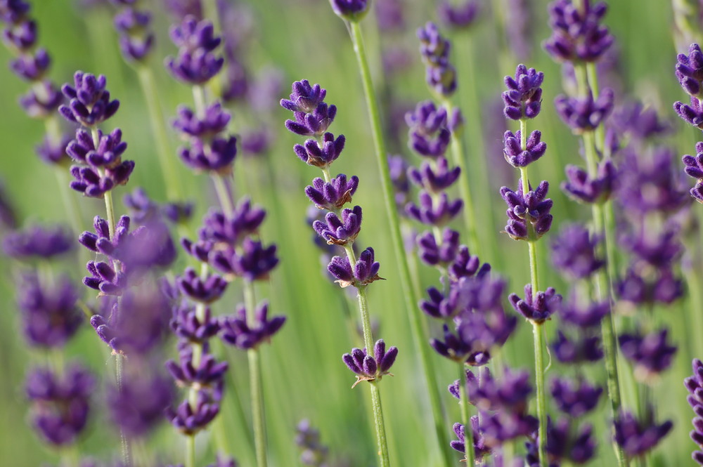 Lavendel