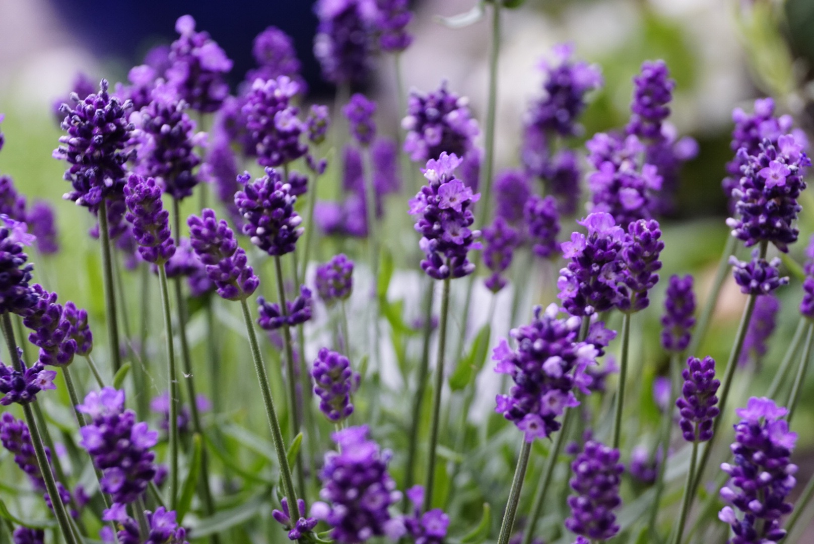 Lavendel 