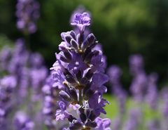 Lavendel