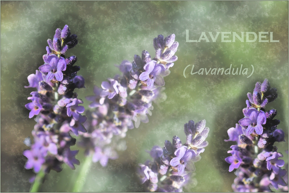 LAVENDEL