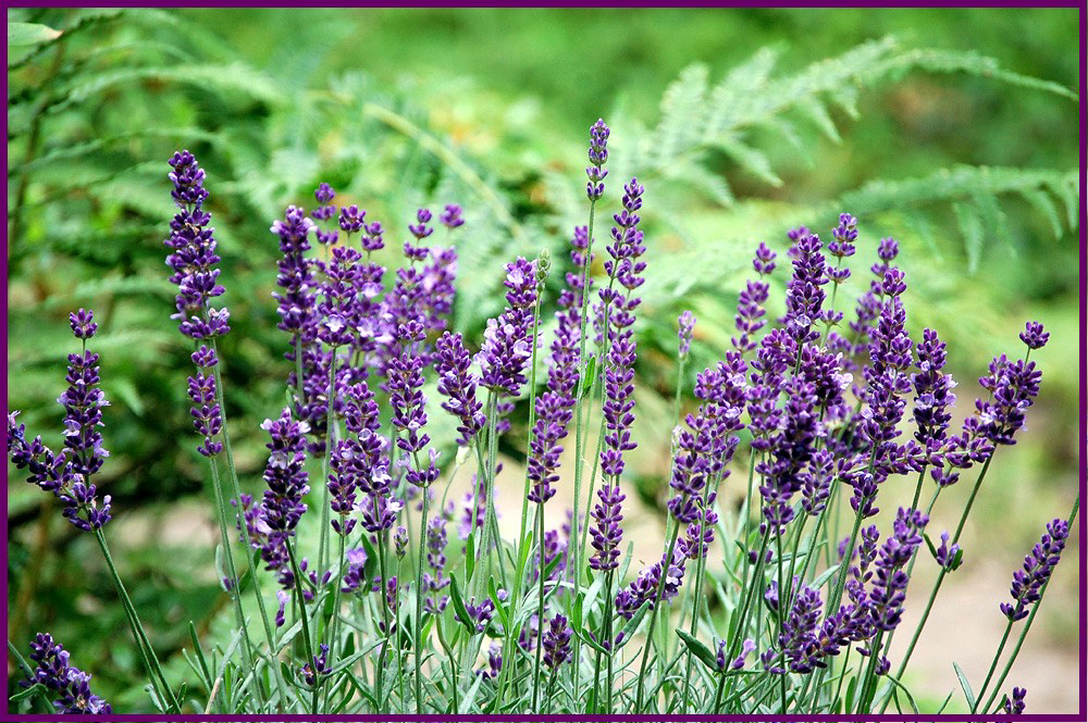 LAVENDEL